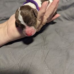 Bearded Retriever, Bernedoodle, and Poodle Puppies from Doodle Belle Puppy