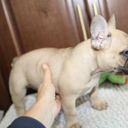French Bulldog Puppies from Camp Fine Frenchies