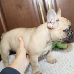 French Bulldog Puppies from Camp Fine Frenchies