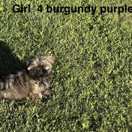 Girl 4 - Black gold and silver female Shih Tzu puppy in Rock, West Virginia from Willow Tree Haven Shih Tzu