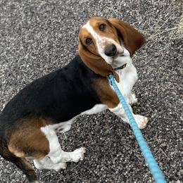 Basset Hounds and Dachshunds from Long Dog Ranch