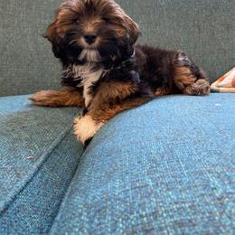 Havanese and Havapoo Puppies from Ladypawspuppies