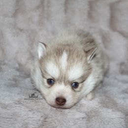 Cinnamon - Red and white male Pomsky puppy in Stockton, Utah from Mischa Nelson