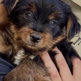 Charlie - Black and tan male Yorkshire Terrier puppy in Bakersfield, California from Yorkie To My Heart