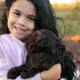 Labradoodle Puppies from Rainbow Row Labradoodles, LLC