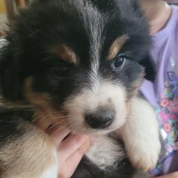 Minnie - Black tri female Miniature Australian Shepherd puppy in Conneaut, Ohio from J&K Mini Aussies and Golden Retrievers