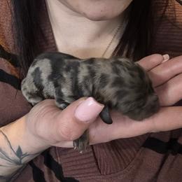 Girl 1 - Dapple female Dachshund puppy in Skowhegan, Maine from KBz Miniature Dachshunds