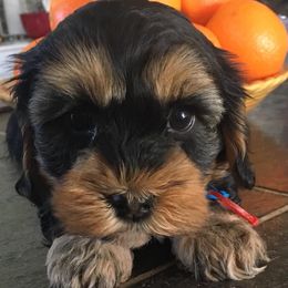 Bichon Frises and Yorkshire Terriers from DreamCatcher Farm