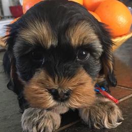 Bichon Frises and Yorkshire Terriers from DreamCatcher Farm