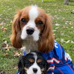 Cavalier King Charles Spaniels from Cavaliers of Woodward
