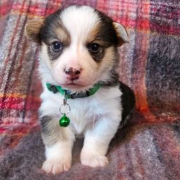 Ponderosa - Fawn female Pembroke Welsh Corgi puppy in Fortine, Montana from North Star Pembroke Welsh Corgi's