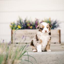 Trixy - Red merle female Miniature Australian Shepherd puppy in Pocatello, Idaho from R Heart Mini Aussies