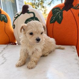 Brew - Apricot male Maltipoo puppy in Wilson, North Carolina from Cedar Creek Doodles