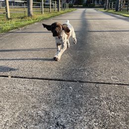 German Shorthaired Pointer Puppies from Triple Cord Kennels