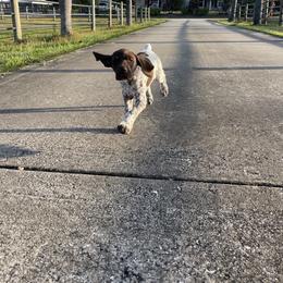 German Shorthaired Pointer Puppies from Triple Cord Kennels