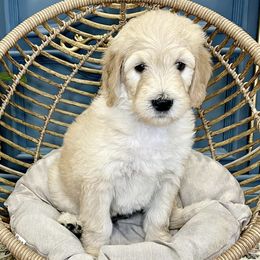 Goldendoodles from Reign Doodles of AZ