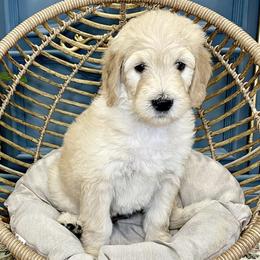 Goldendoodles from Reign Doodles of AZ