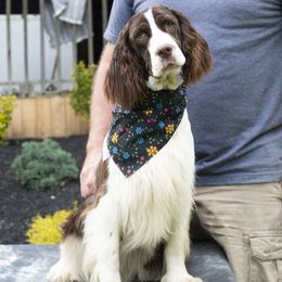 Twyla - English Springer Spaniel