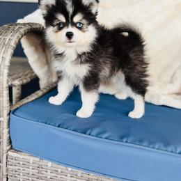 Hammy - Black and white male Pomsky puppy in Yavapai County, Arizona from Pawsh Pomskies