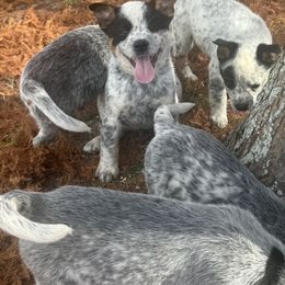 Girl 4 - Blue mottled female Australian Cattle Dog puppy in Ocala, Florida from Mayhem Ranch