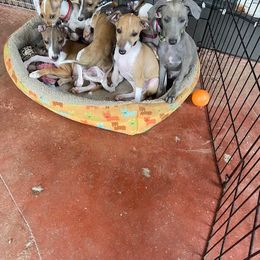 Basenji and Italian Greyhound Puppies from Khani's Basenjis and Italian Greyhounds