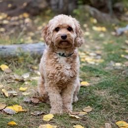 Maya - Cavapoo
