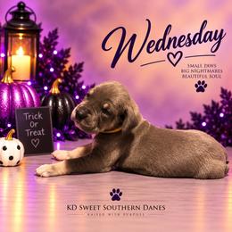 Wednesday Adams - Blue female Great Dane puppy in Montgomery, Texas from KD Sweet Southern Danes