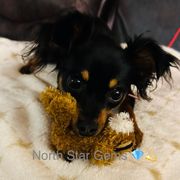 Klara - Prague Ratter