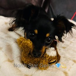 Klara - Prague Ratter