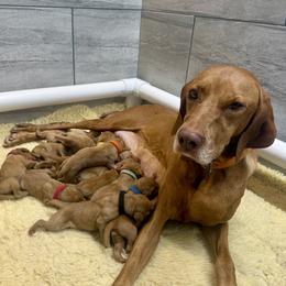 Letty - Vizsla
