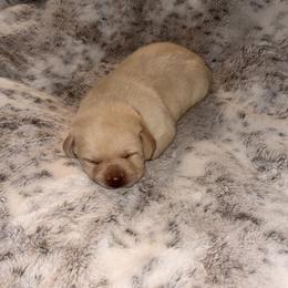 Pink - Yellow female Labrador Retriever puppy in Tekonsha, Michigan from Asher Acres Labs