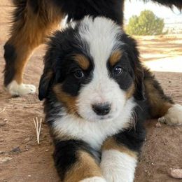 Bernese Mountain Dogs from Painted Desert Bernese Mountain Dogs