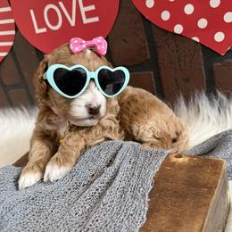 Cindy - Apricot female Goldendoodle puppy in Huntington, Utah from Krispydoodle