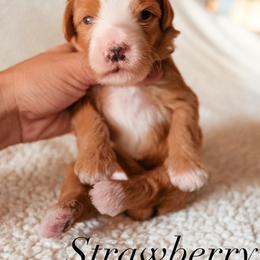 Bernedoodle Puppies from 5280 Bernedoodles