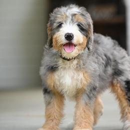 Jonah - Blue merle male Bernedoodle puppy in Dundee, Ohio from Down Home Doodle