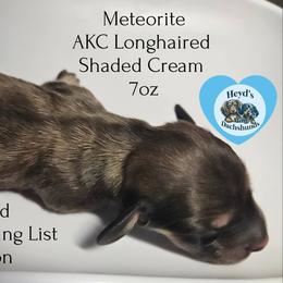 Meteorite - Cream male Dachshund puppy in Hoquiam, Washington from Heyd's Mini Dachshunds