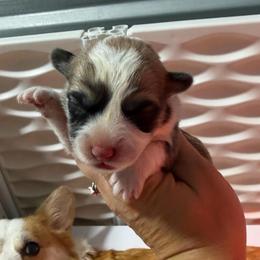 Boy 3 - Sable male Pembroke Welsh Corgi puppy in Caliente, California from Rafter Cross 7