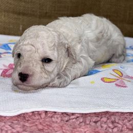 Wendy - White female Poodle puppy in Columbus, Mississippi from Rocky Road Kennel