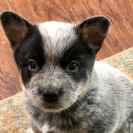 Australian Cattle Dogs from Rocking P Ranch