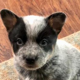 Australian Cattle Dogs from Rocking P Ranch