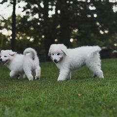 Border Collie, Bordoodle, and Maremma Sheepdog Puppies from 2J 2K Border Collies