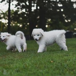 Border Collie, Bordoodle, and Maremma Sheepdog Puppies from 2J 2K Border Collies
