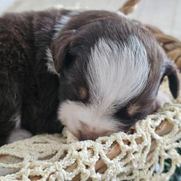 Rally - Red tri-color female Australian Shepherd puppy in Mountain Grove, Missouri from K Bar H Farms