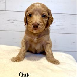 Chip - Apricot male Goldendoodle puppy in Taylorsville, North Carolina from Doggone Dixie Doodles