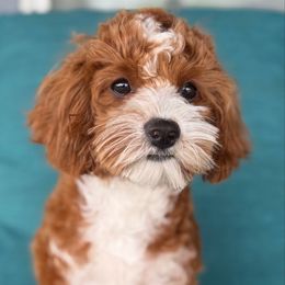Charlotte - Cavapoo