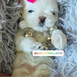 Hazel - Maltese puppy from Marvellous Maltese