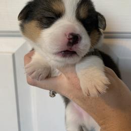 Boots - Black and tan male Pembroke Welsh Corgi puppy in Cumming, Georgia from Carter’s Corgis LLC