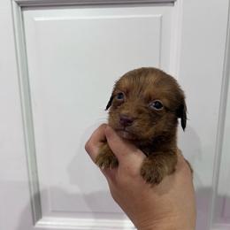 Colin Bridgerton - Chocolate male Dachshund puppy in Fort Myers, Florida from Lady Margery’s Dachshunds