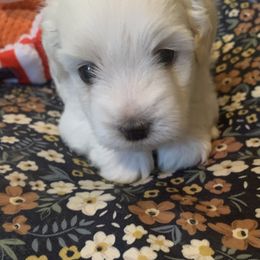 Coton de Tulear Puppies from Catawba Cotons