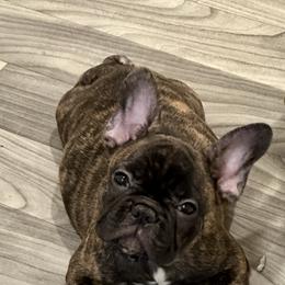 French Bulldog Puppies from Dreamabuls French Bulldogs